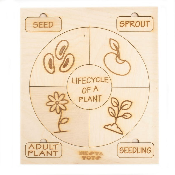 Montessori Life Cycle Puzzles | DIY Colouring Activity (36 Pieces) - F ...