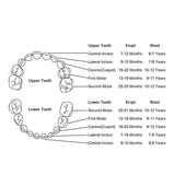 Wooden Tooth Saver Box For Lost Teeth Collection