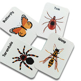 Animals world flashcards combo pack (animals, birds, insects and sea animals)