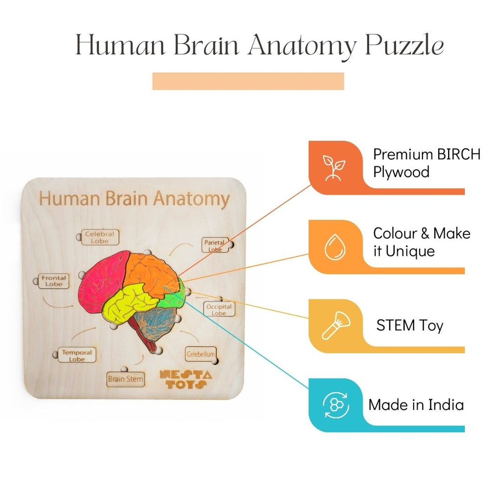 Human Brain Anatomy Puzzle for Kids | Educational STEM Toy – Popup Kids