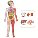 Human Body Parts Puzzle