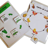 4 Lifecycle Activity (Bee, Butterfly, Frog and Chicken)